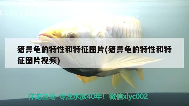 豬鼻龜的特性和特征圖片(豬鼻龜的特性和特征圖片視頻)
