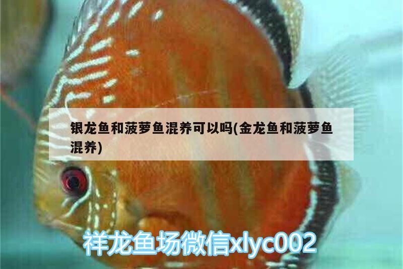 銀龍魚和菠蘿魚混養可以嗎(金龍魚和菠蘿魚混養)