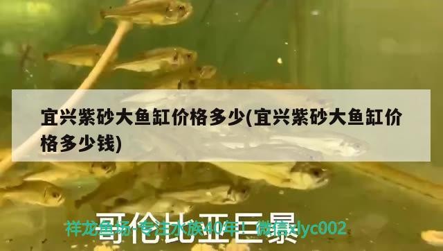 我的虎魚真菌感染了要怎么處理 宜興紫砂大魚缸價(jià)格多少(宜興紫砂大魚缸價(jià)格多少錢) 魟魚百科 宜興紫砂大魚缸價(jià)格多少(宜興紫砂大魚缸價(jià)格多少錢) 宜興紫砂大魚缸價(jià)格多少(宜興紫砂大魚缸價(jià)格多少錢) 魟魚百科