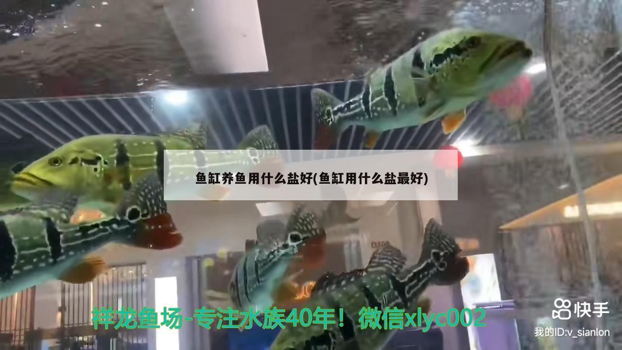 魚缸養魚用什么鹽好(魚缸用什么鹽最好)