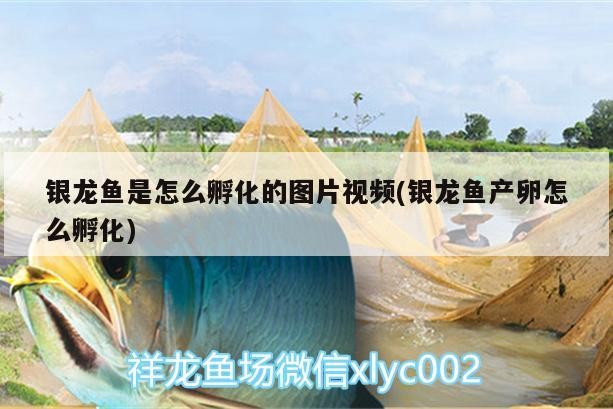 銀龍魚是怎么孵化的圖片視頻(銀龍魚產卵怎么孵化)