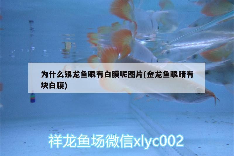 為什么銀龍魚眼有白膜呢圖片(金龍魚眼睛有塊白膜)