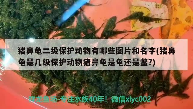 豬鼻龜二級保護動物有哪些圖片和名字(豬鼻龜是幾級保護動物豬鼻龜是龜還是鱉?)
