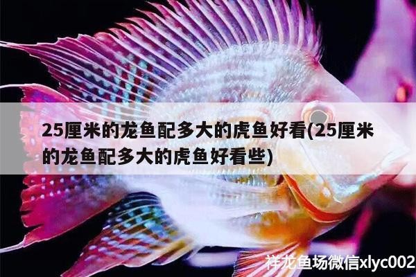 25厘米的龍魚配多大的虎魚好看(25厘米的龍魚配多大的虎魚好看些) 25厘米的龍魚配多大的虎魚好看(25厘米的龍魚配多大的虎魚好看些) 虎魚百科
