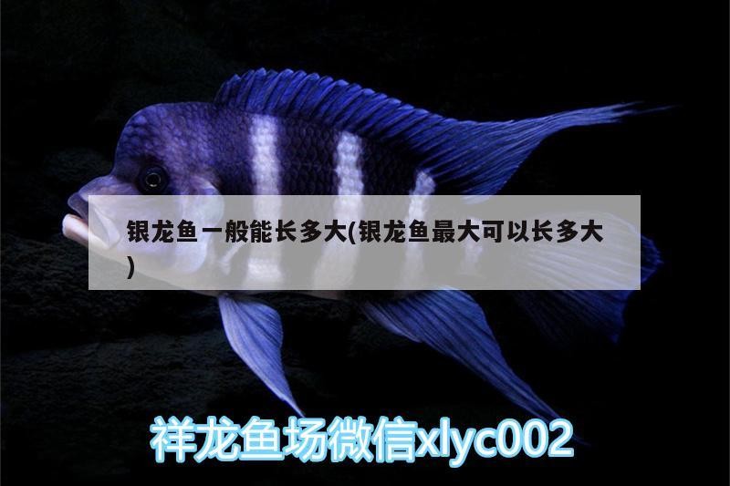 銀龍魚一般能長多大(銀龍魚最大可以長多大)