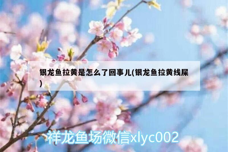 銀龍魚拉黃是怎么了回事兒(銀龍魚拉黃線屎)