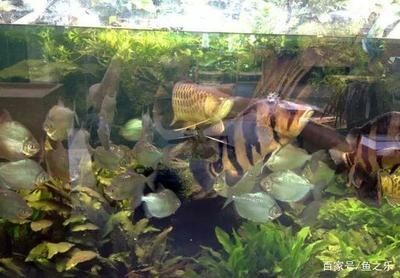 印度虎魚好養嗎怎么養:“印尼虎魚”或“泰國虎魚”或“泰國虎魚”或“泰國虎魚” 虎魚百科 第2張 印度虎魚好養嗎怎么養:“印尼虎魚”或“泰國虎魚”或“泰國虎魚”或“泰國虎魚” 印度虎魚好養嗎怎么養:“印尼虎魚”或“泰國虎魚”或“泰國虎魚”或“泰國虎魚” 虎魚百科 第2張