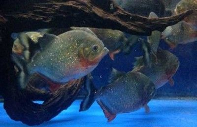 印度虎魚好養嗎怎么養：“印尼虎魚”或“泰國虎魚”或“泰國虎魚”或“泰國虎魚” 印度虎魚好養嗎怎么養：“印尼虎魚”或“泰國虎魚”或“泰國虎魚”或“泰國虎魚” 虎魚百科 第3張