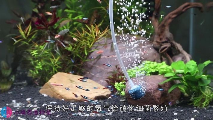 撫松縣撫松鎮圣燃水族館（撫松縣撫松鎮圣燃水族館電話） 撫松縣撫松鎮圣燃水族館（撫松縣撫松鎮圣燃水族館電話） 全國水族館企業名錄 第2張