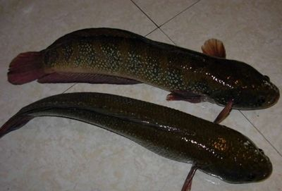 龍魚局部炸鱗vs祥龍魚場：祥龍魚場如何預防龍魚炸鱗龍魚養殖技巧分享