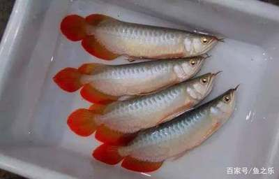 如何挑選紅龍魚(yú)苗：紅龍魚(yú)苗選購(gòu)技巧