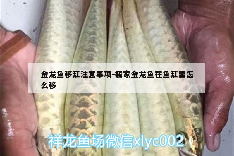如何判斷七彩雷龍魚是否生病，七彩雷龍魚是否生病，可能是疾病的表現(xiàn)