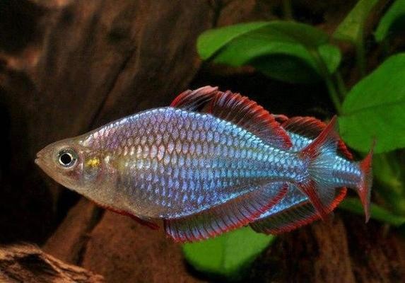 1米2魚缸一般人養(yǎng)不了 1米2魚缸一般人養(yǎng)不了 龍魚百科 第3張