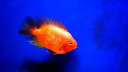 焦作水族館vs祥龍魚場（探討焦作水族館與祥龍魚場之間的差異之前需要明確這兩者的性質和特點）