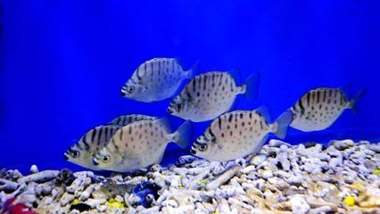 焦作水族館vs祥龍魚場（探討焦作水族館與祥龍魚場之間的差異之前需要明確這兩者的性質和特點）