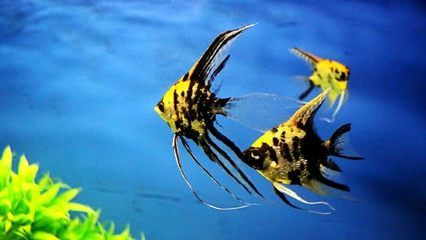 焦作水族館vs祥龍魚場（探討焦作水族館與祥龍魚場之間的差異之前需要明確這兩者的性質和特點）
