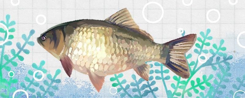 鯽魚什么季節最好釣什么魚餌最好釣
