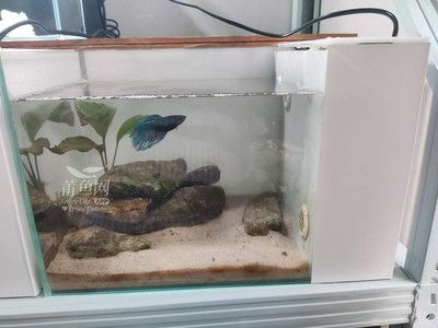 斗魚魚缸造景注意事項：斗魚魚缸造景與養(yǎng)護技巧斗魚缸造景與養(yǎng)護技巧