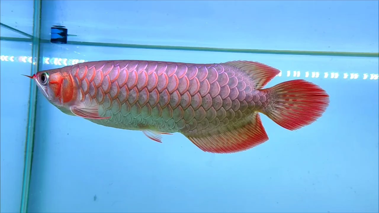 紅龍神燈