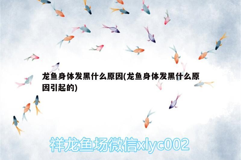 龍魚身體發(fā)黑什么原因(龍魚身體發(fā)黑什么原因引起的)