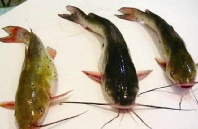 世界上最貴的魚(yú)