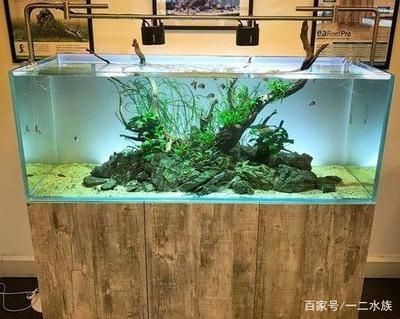 純石頭魚(yú)缸造景視頻：純石頭魚(yú)缸造景技巧了解如何選擇合適的石頭、水草