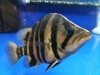 虎魚眼睛發白突出來了還能好嗎：虎魚的眼睛發白突出來了還能好嗎 虎魚眼睛發白突出來了還能好嗎：虎魚的眼睛發白突出來了還能好嗎 虎魚百科 第3張