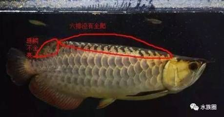 龍魚壓養的特征有什么？vs祥龍魚場：如何辨別龍魚健康狀況