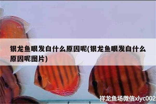 龍魚干蝦有營養嗎 銀龍魚眼發白什么原因呢(銀龍魚眼發白什么原因呢圖片) 銀龍魚百科 銀龍魚眼發白什么原因呢(銀龍魚眼發白什么原因呢圖片) 銀龍魚眼發白什么原因呢(銀龍魚眼發白什么原因呢圖片) 銀龍魚百科