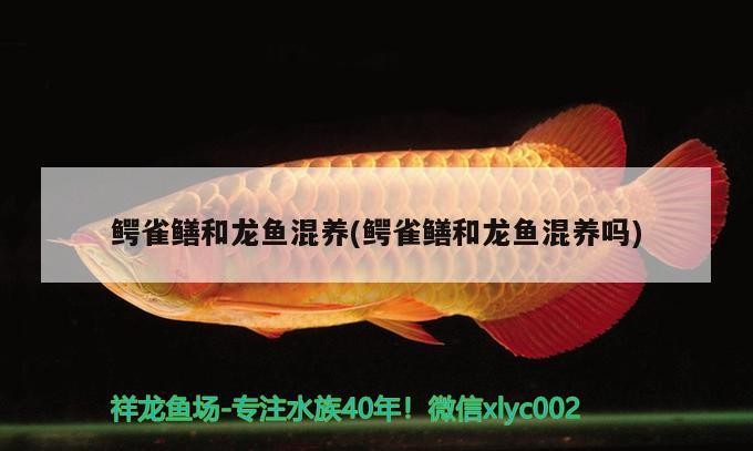 鱷雀鱔和龍魚混養(鱷雀鱔和龍魚混養嗎)