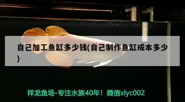 自己加工魚(yú)缸多少錢(qián)(自己制作魚(yú)缸成本多少)