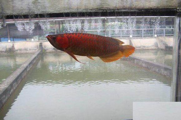孟吉爾萬吉紅龍魚證書：關于孟吉爾萬吉紅龍魚證書的一些詳細信息