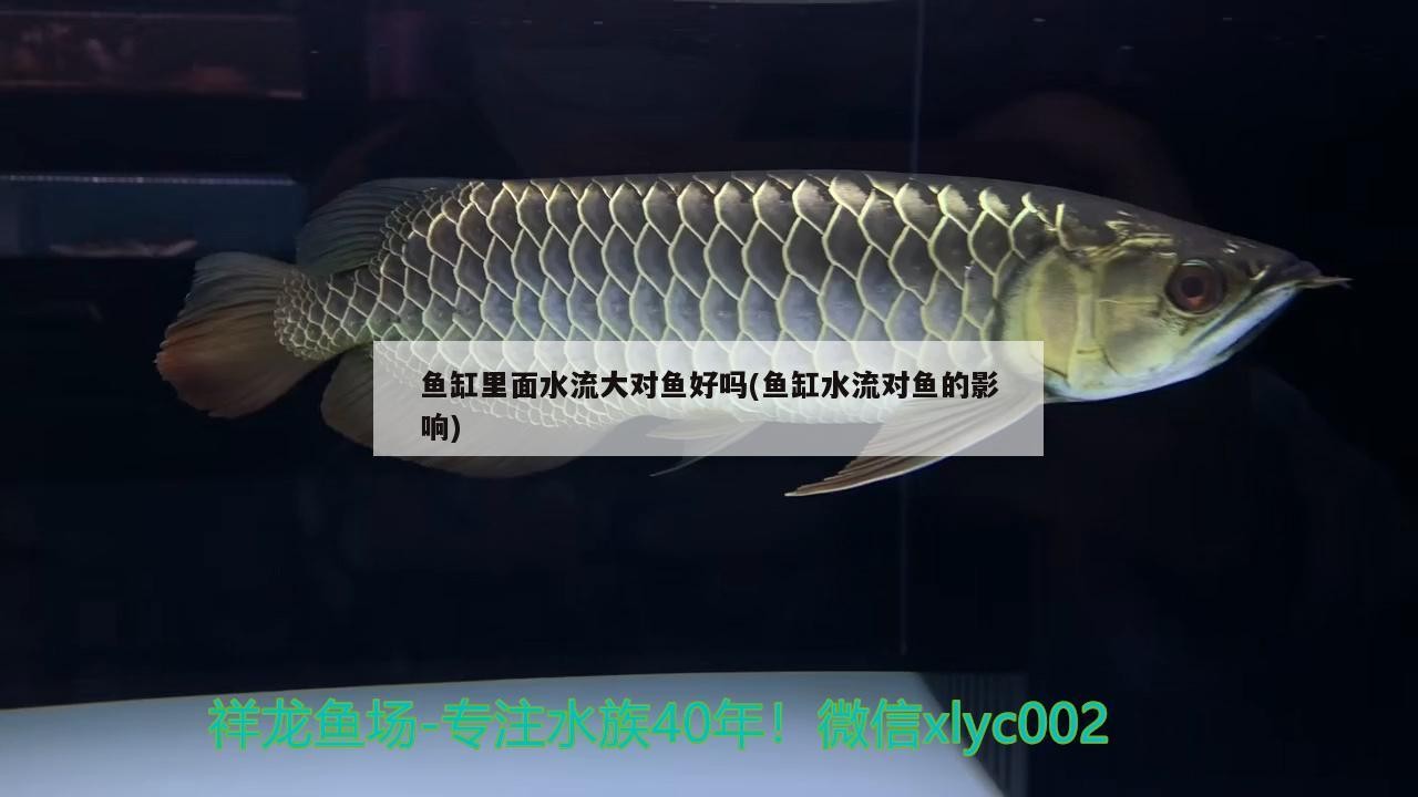 魚缸里面水流大對魚好嗎(魚缸水流對魚的影響)
