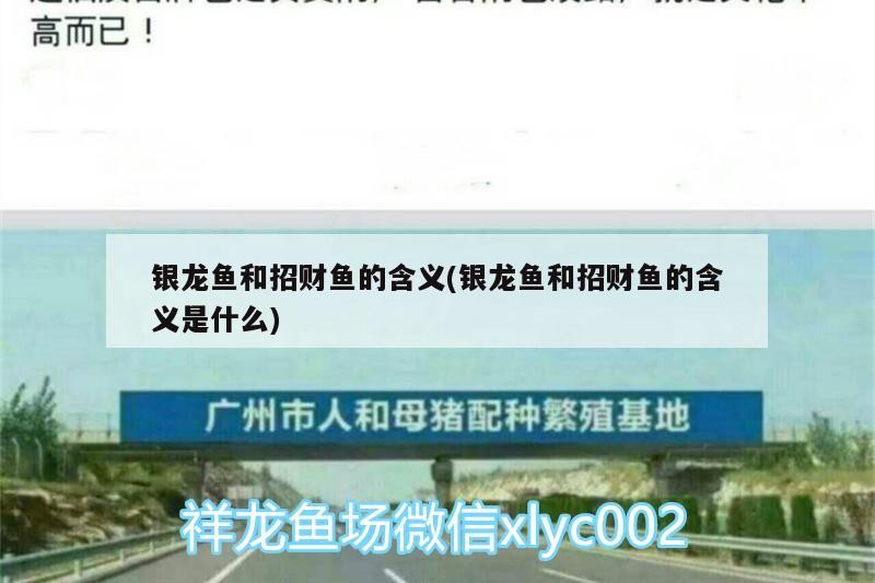 銀龍魚和招財魚的含義(銀龍魚和招財魚的含義是什么) 銀龍魚和招財魚的含義(銀龍魚和招財魚的含義是什么) 銀龍魚百科