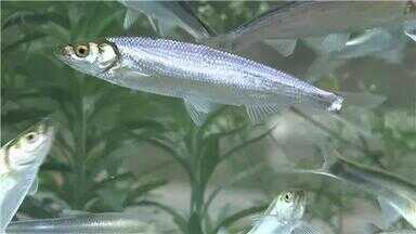 十大最貴10大名魚