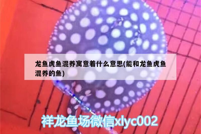 龍魚虎魚混養寓意著什么意思(能和龍魚虎魚混養的魚) 龍魚虎魚混養寓意著什么意思(能和龍魚虎魚混養的魚) 虎魚百科