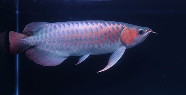 龍魚古典好還是紅龍好養：龍魚古典與紅龍的區別