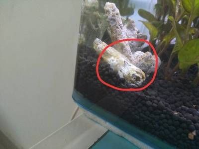 魚缸內(nèi)常見的蟲子：在魚缸中常見的幾種蟲子，各自有著不同的生活習(xí)性和危害程度