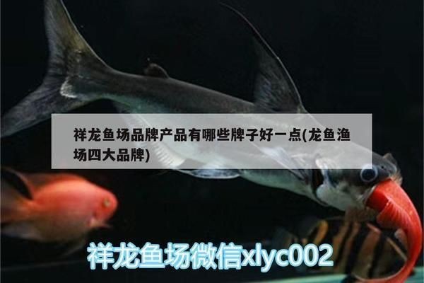 龍魚(yú)魚(yú)食vs祥龍魚(yú)場(chǎng)：祥龍魚(yú)場(chǎng)購(gòu)買渠道龍魚(yú)專用飼料選擇龍魚(yú)飼養(yǎng)技巧分享