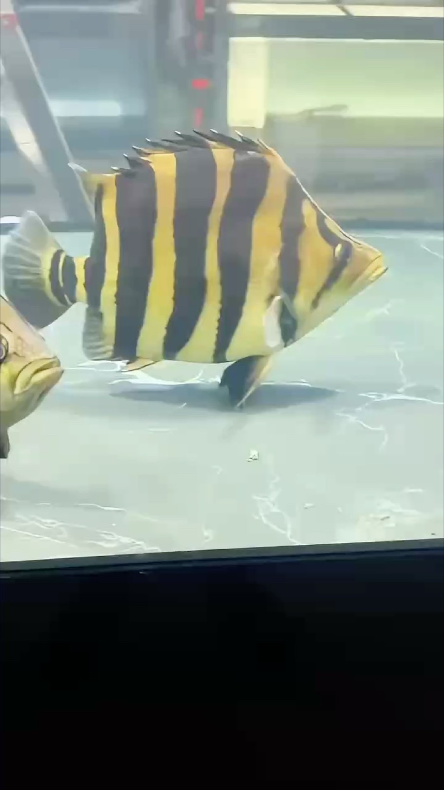 一條就夠，天花板的四紋