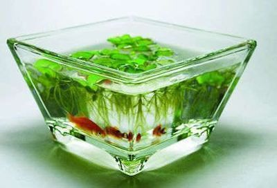 財(cái)旺魚缸是哪生產(chǎn)的