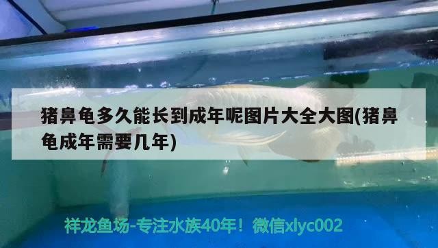 豬鼻龜多久能長到成年呢圖片大全大圖(豬鼻龜成年需要幾年)