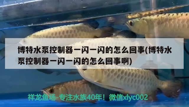 博特水泵控制器一閃一閃的怎么回事(博特水泵控制器一閃一閃的怎么回事啊)