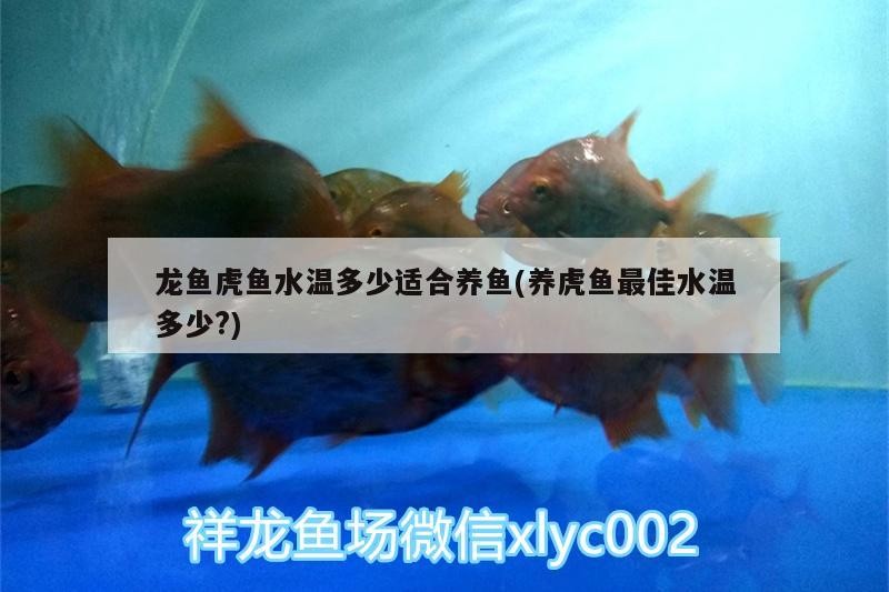 龍魚虎魚水溫多少適合養魚(養虎魚最佳水溫多少?) 龍魚虎魚水溫多少適合養魚(養虎魚最佳水溫多少?) 虎魚百科