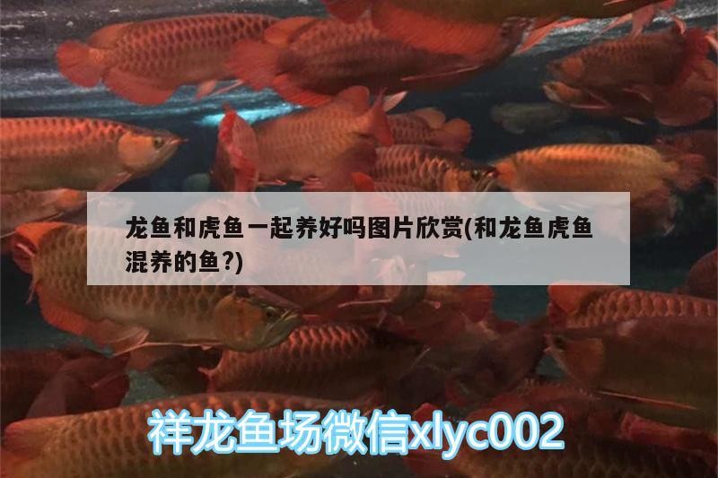 龍魚和虎魚一起養(yǎng)好嗎圖片欣賞(和龍魚虎魚混養(yǎng)的魚?) 龍魚和虎魚一起養(yǎng)好嗎圖片欣賞(和龍魚虎魚混養(yǎng)的魚?) 虎魚百科