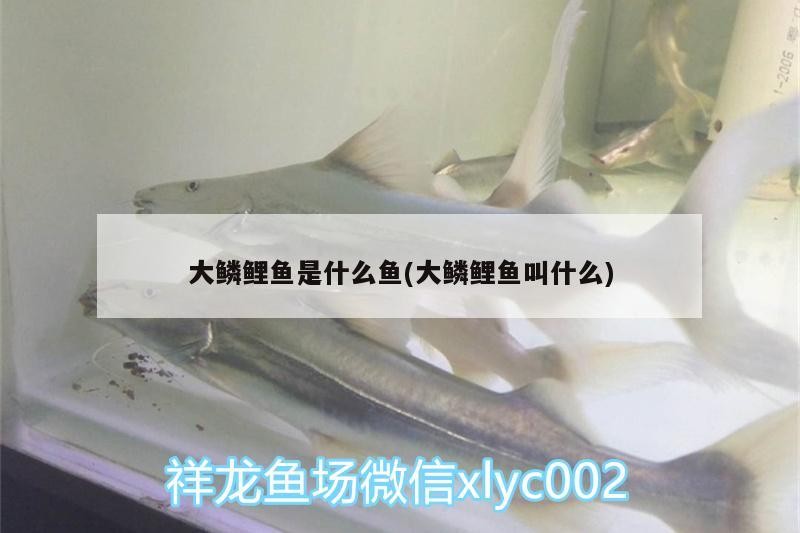 大鱗鯉魚是什么魚(大鱗鯉魚叫什么)