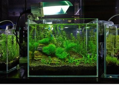 大型造景魚缸方案設計效果圖：大型造景魚缸方案設計效果圖制作方法介紹 大型造景魚缸方案設計效果圖：大型造景魚缸方案設計效果圖制作方法介紹 魚缸百科 第4張