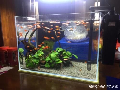 廠里魚缸養什么魚：什么樣的魚適合在缺乏過濾系統的魚缸中養殖