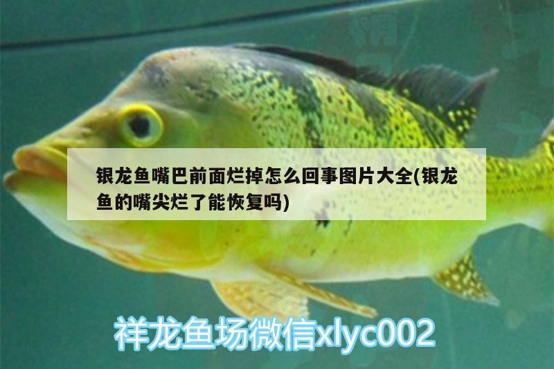 銀龍魚嘴巴前面爛掉怎么回事圖片大全(銀龍魚的嘴尖爛了能恢復(fù)嗎)