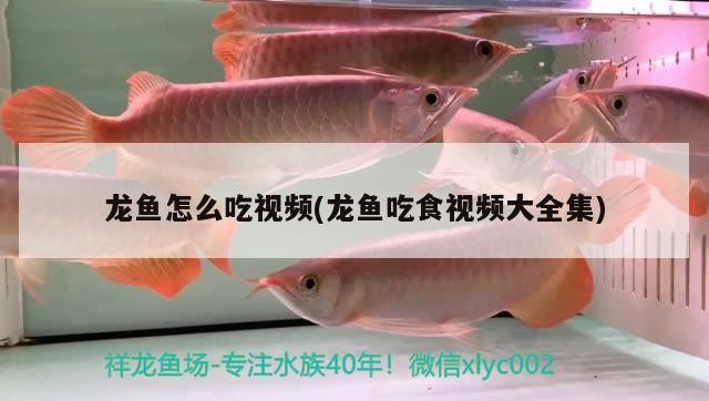 龍魚怎么吃視頻(龍魚吃食視頻大全集)
